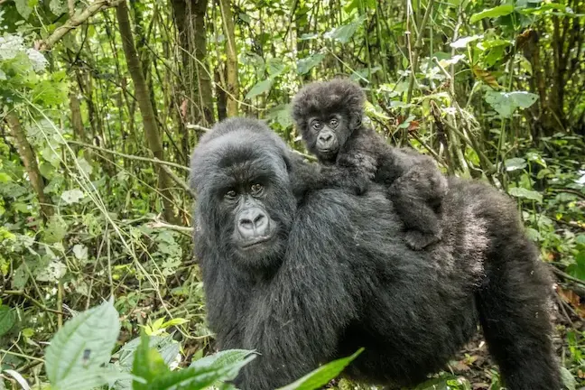 Mother gorilla with baby on her back in a lush forest setting, highlighting wildlife in their natural habitat.